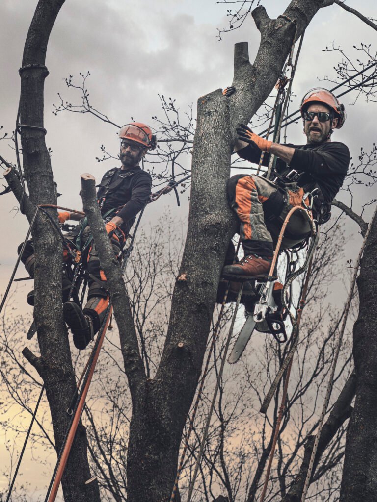 Baumpflege Team Germering Über Uns