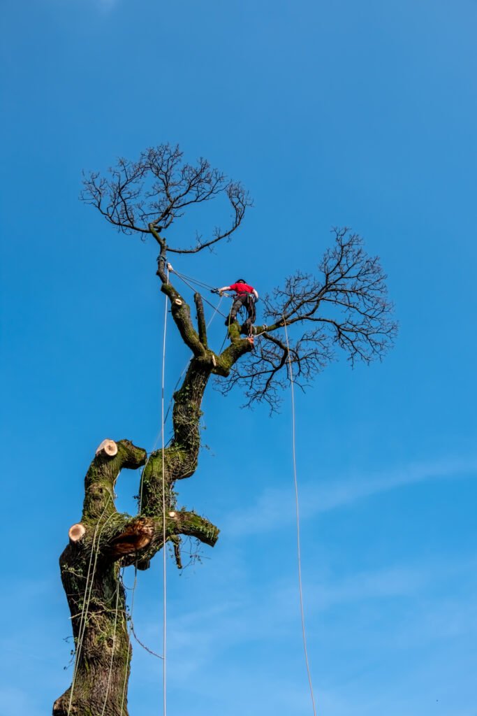 Baumpflege Germering