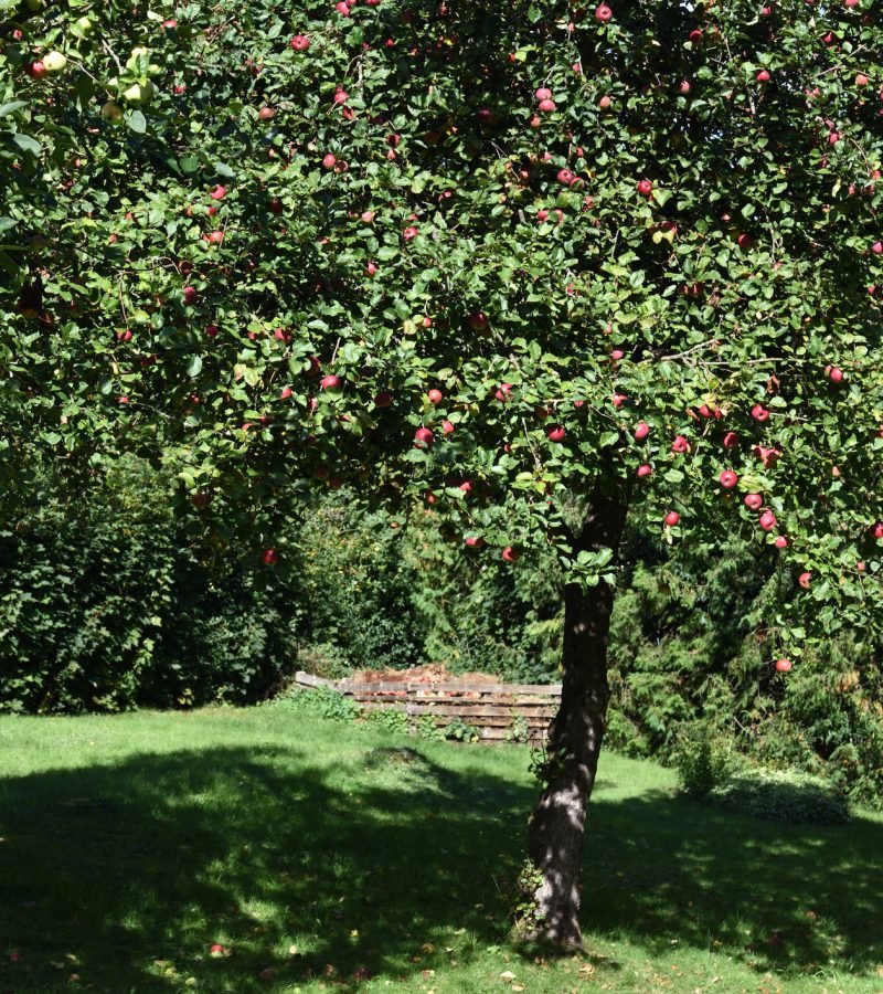 Apfelbaum schneiden Obstbaumschnitt Baumpflege Germering
